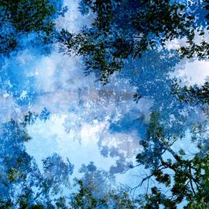 Transitory Space, Brooklyn, Prospect Park, Blue Tree Look Up #23 by Leah Oates