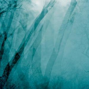 Transitory Space, Brooklyn, Prospect Park Double Tree 6 by Leah Oates