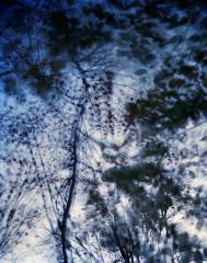 lovely, dark and deep #28 by Carolyn Monastra