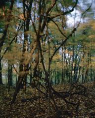 lovely, dark and deep #30
 by Carolyn Monastra