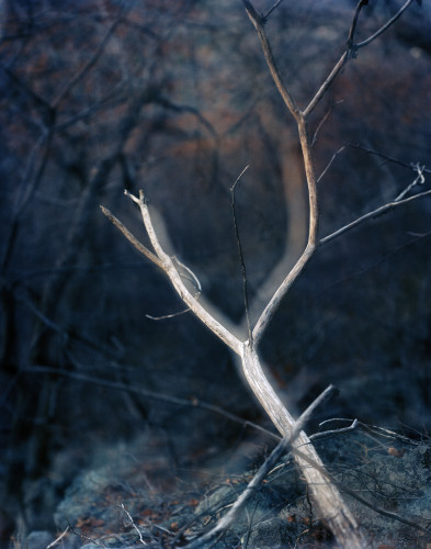 lovely, dark and deep #6
 by Carolyn Monastra