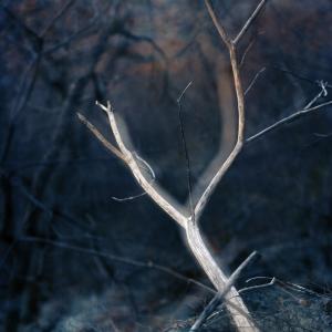 lovely, dark and deep #6
 by Carolyn Monastra