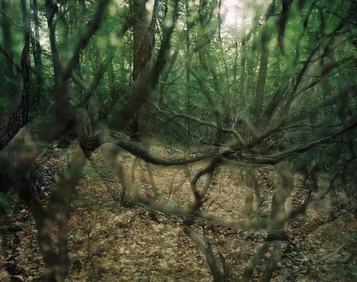 lovely, dark and deep #1 by Carolyn Monastra