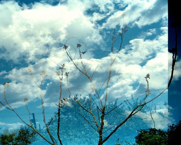 Transitory Space, Jamaica Bay, Queens, NYC, Cloud Tree # 1
 by Leah Oates