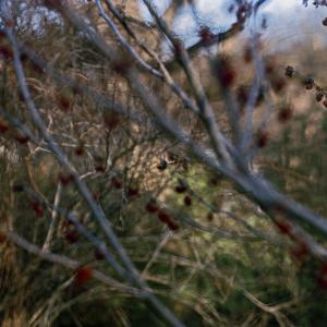 lovely, dark and deep #18 by Carolyn Monastra