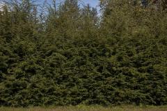 Tree Line by Danelle Manthey